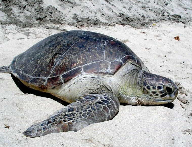 Derawan Adaları & Deniz Cenneti Turu - Görsel 7