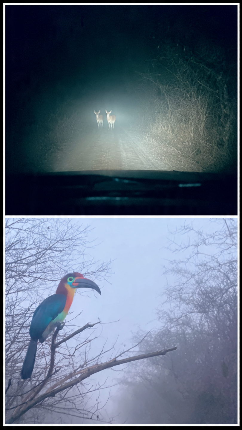 Sumatra - Lampung & Way Kambas Fil Turu - Görsel 4