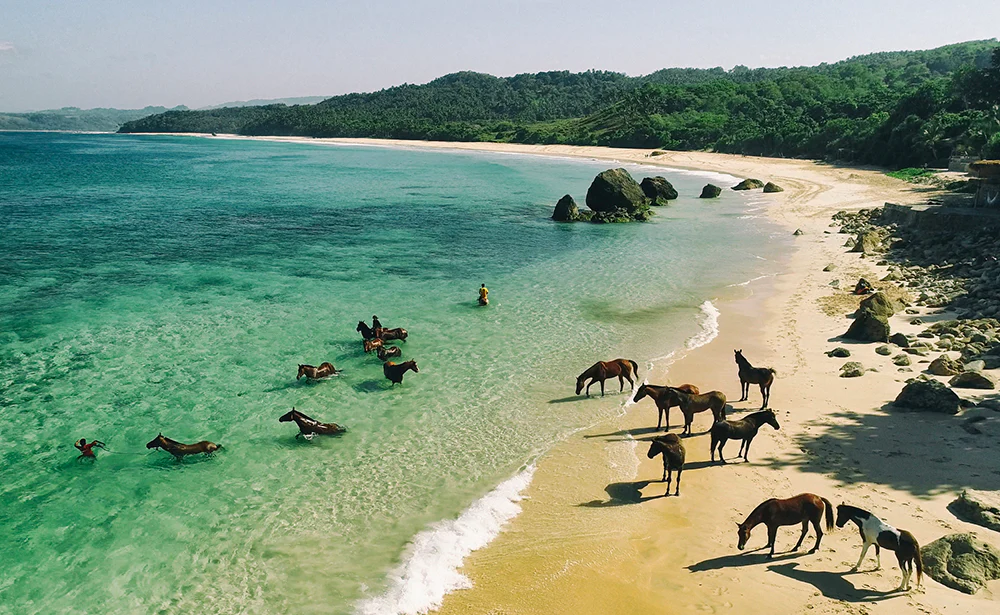 Sumba Adası At Safari ve Şelale