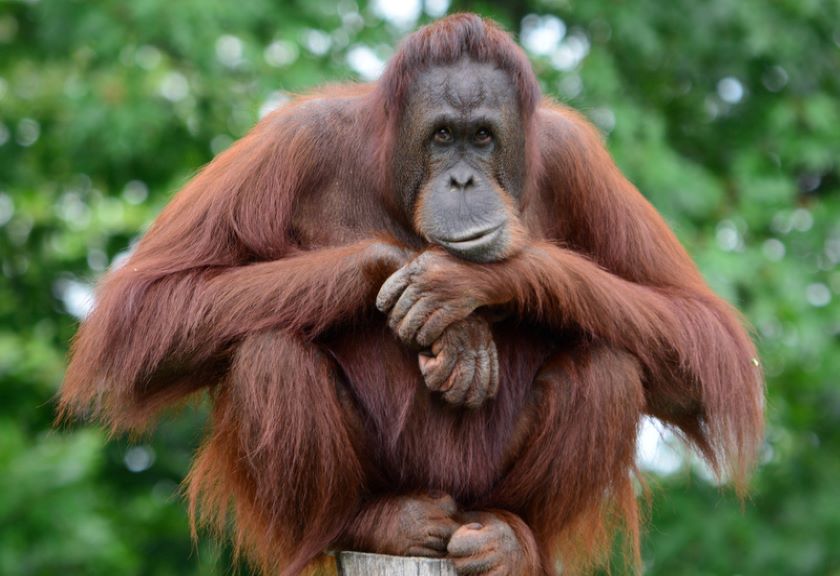 Sumatra Orangutan Safari