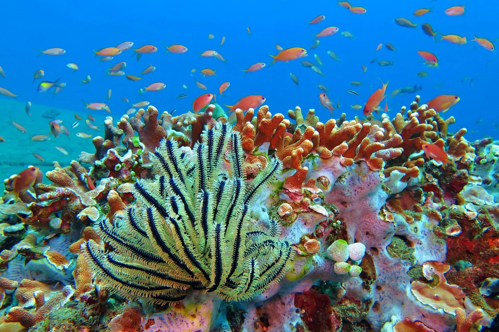 Sulawesi Bunaken Dalış ve Deniz Parkı