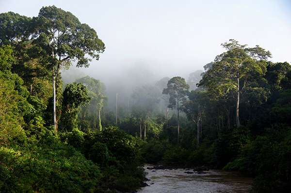 Borneo Yağmur Ormanı ve Nehir Safari