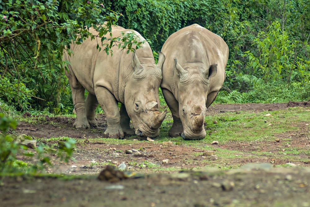 Java Ujung Kulon Milli Parkı ve Rhino Safari