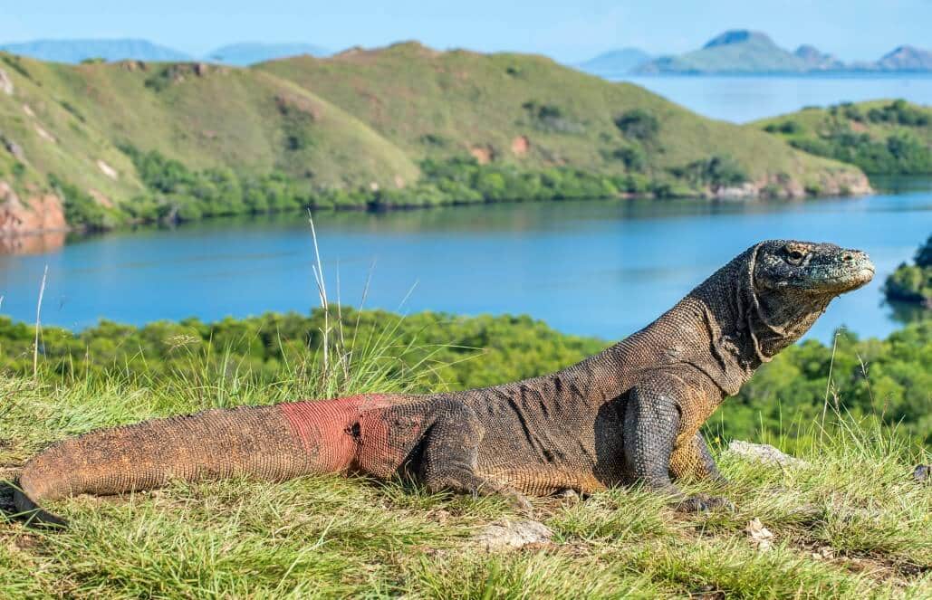 Flores Adası Komodo Safari