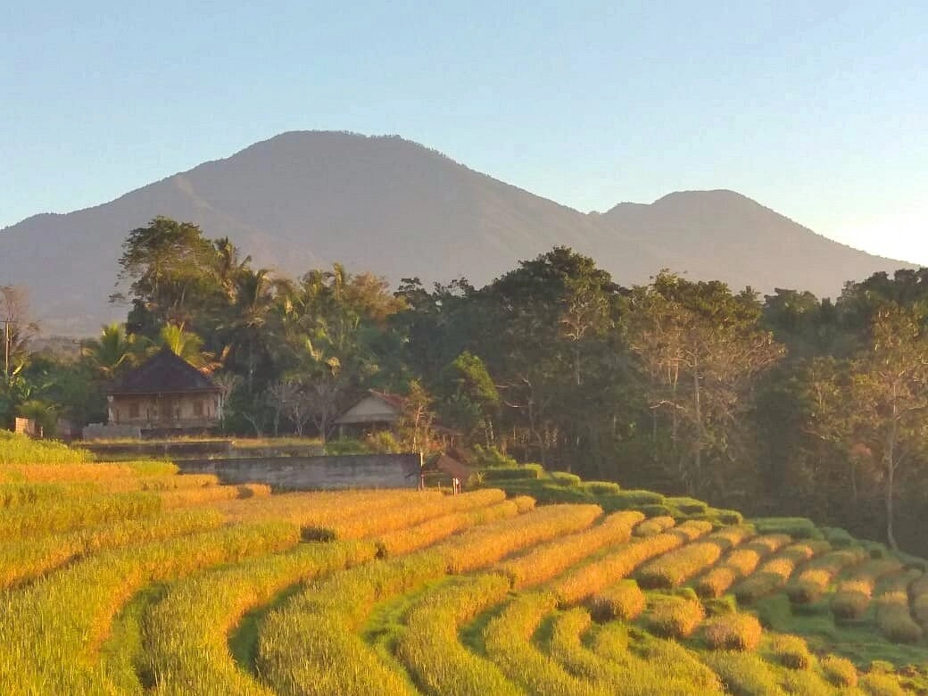 Batukaru Dağı ve Orman Trekking