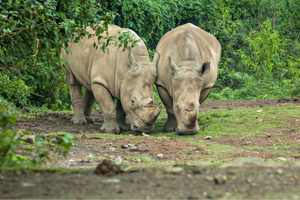 Ujung Kulon Rhino Safari