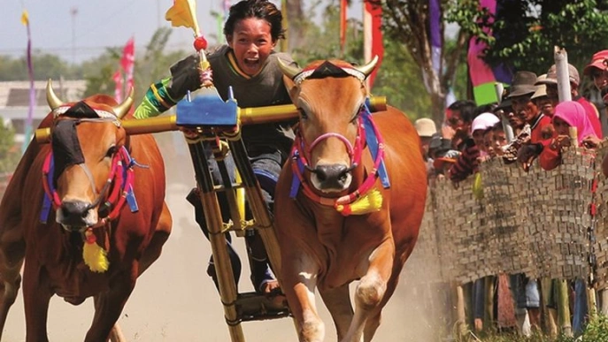 Karapan Kerbau Festivali Turu
